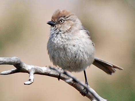 Bushtit (Psaltriparus minimus)