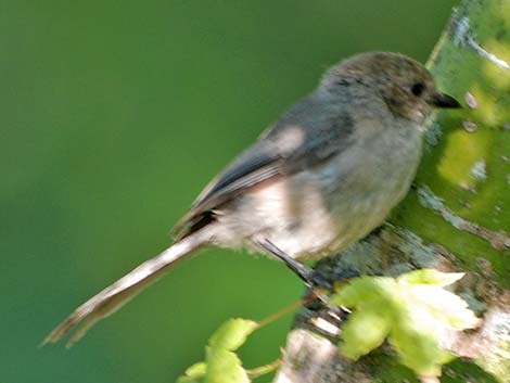 Bushtit (Psaltriparus minimus)