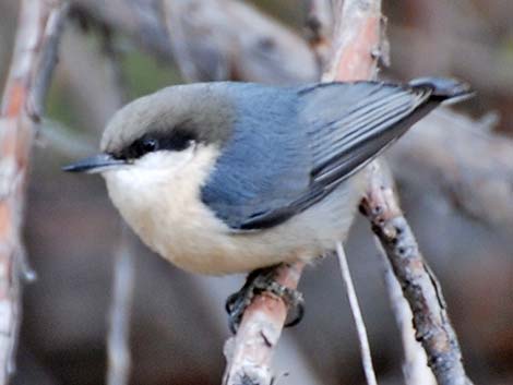 Pygmy Nuthatch (Sitta pygmaea)