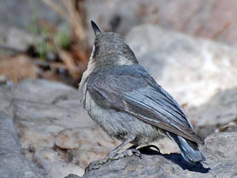 Pygmy Nuthatch (Sitta pygmaea)