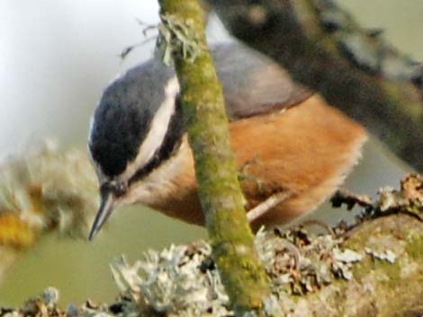 Red-breasted Nuthatch (Sitta canadensis)