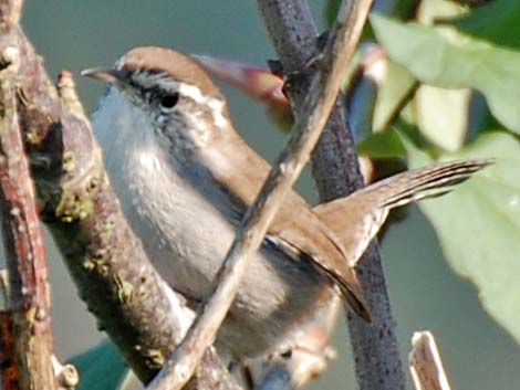 Bewick's Wren (Thryomanes bewickii)