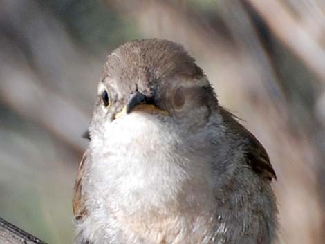 Bewick's Wren (Thryomanes bewickii)