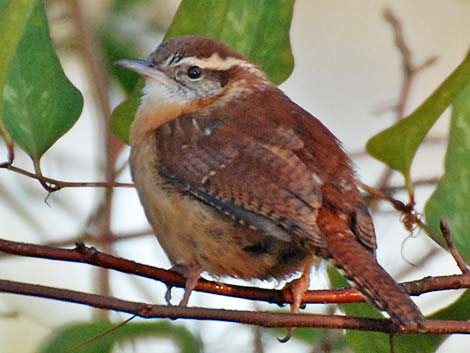 Carolina Wren (Thryothorus ludovicianus)