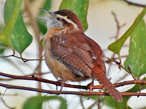 Carolina Wren (Thryothorus ludovicianus)