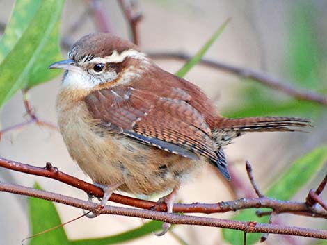 Carolina Wren (Thryothorus ludovicianus)