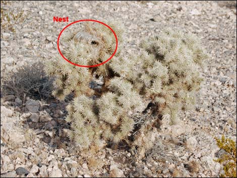 Cactus Wren (Campylorhynchus brunneicapillus)