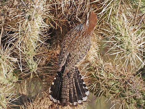 Cactus Wren (Campylorhynchus brunneicapillus)