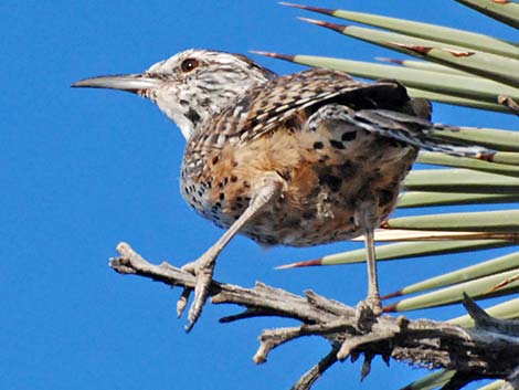 Cactus Wren (Campylorhynchus brunneicapillus)