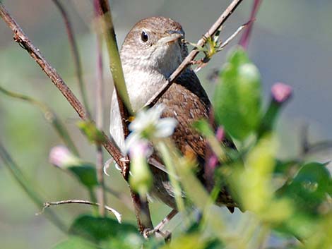 House Wren (Troglodytes aedon)