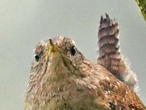 Winter Wren (Troglodytes troglodytes)