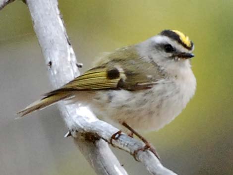 Golden-crowned Kinglet (Regulus satrapa)