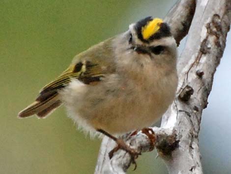 Golden-crowned Kinglet (Regulus satrapa)