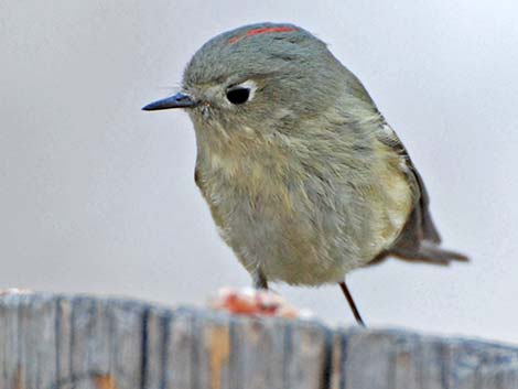 Ruby-crowned Kinglet (Regulus calendula)