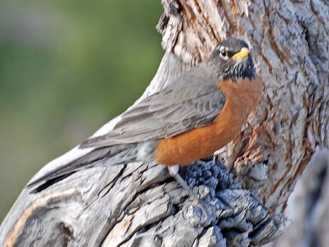 American Robin (Turdus migratorius)