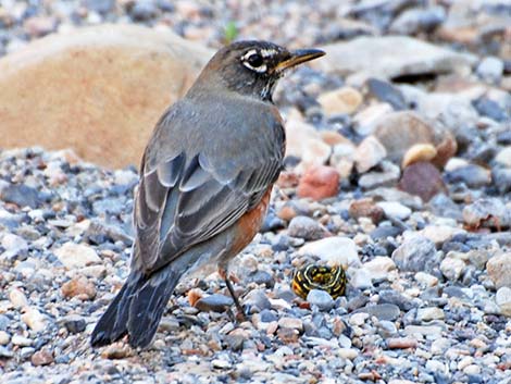 American Robin (Turdus migratorius)