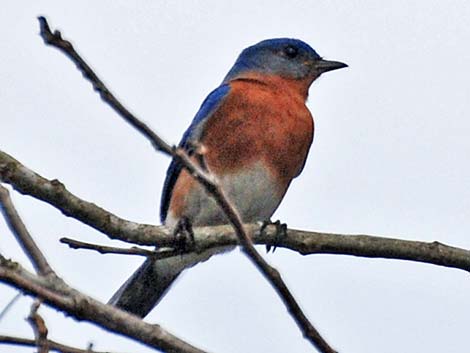 Eastern Bluebird (Sialia sialis)