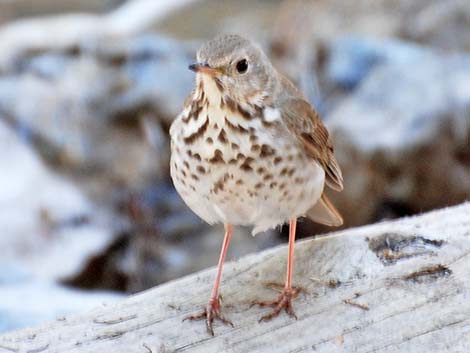 Hermit Thrush (Catharus guttatus)