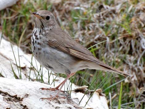 Hermit Thrush (Catharus guttatus)