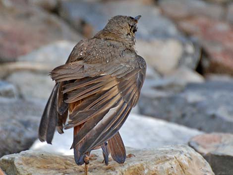 Hermit Thrush (Catharus guttatus)