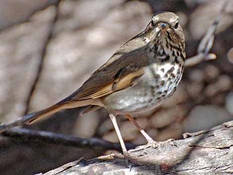 Hermit Thrush (Catharus guttatus)