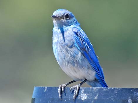 Mountain Bluebird (Sialia currucoides)