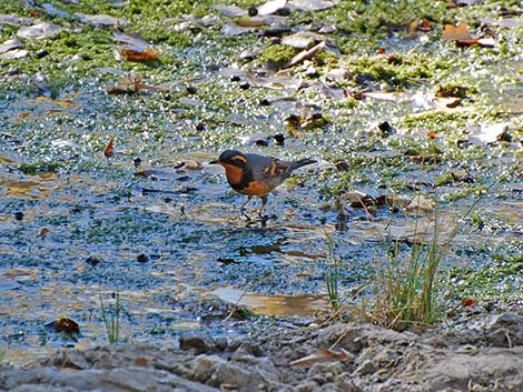 Varied Thrush (Ixoreus naevius)