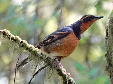 Varied Thrush (Ixoreus naevius)