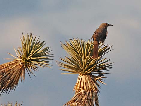 Bendire's Thrasher (Toxostoma bendirei)