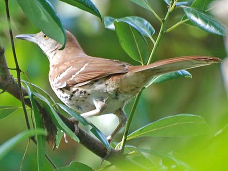 Brown Thrasher (Toxostoma rufum)