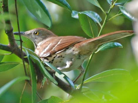 Brown Thrasher (Toxostoma rufum)