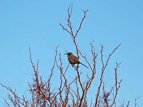 Crissal Thrasher (Toxostoma crissale)