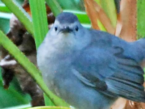 Gray Catbird (Dumetella carolinensis)