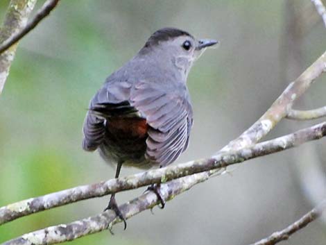 Gray Catbird (Dumetella carolinensis)