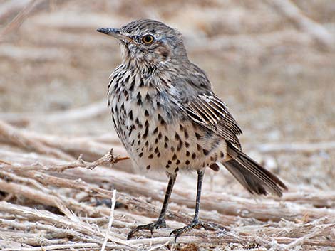 Sage Thrasher (Oreoscoptes montanus)