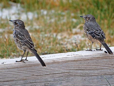 Sage Thrasher (Oreoscoptes montanus)