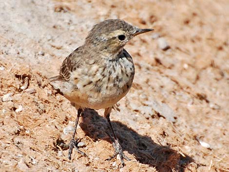 American Pipit (Anthus rubescens)