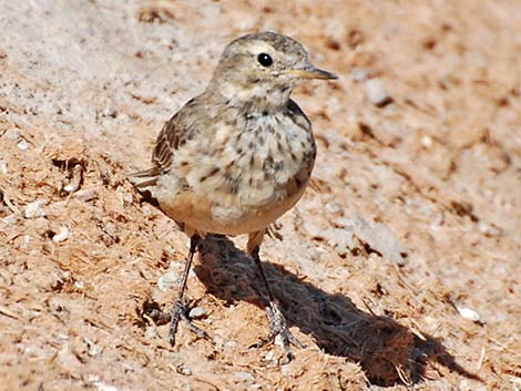 American Pipit (Anthus rubescens)