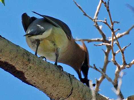 Cedar Waxwing (Bombycilla cedrorum)