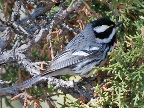 Black-throated Gray Warbler (Dendroica nigrescens)