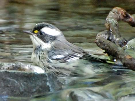 Black-throated Gray Warbler (Dendroica nigrescens)