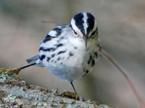 Black-and-White Warbler (Mniotilta varia)