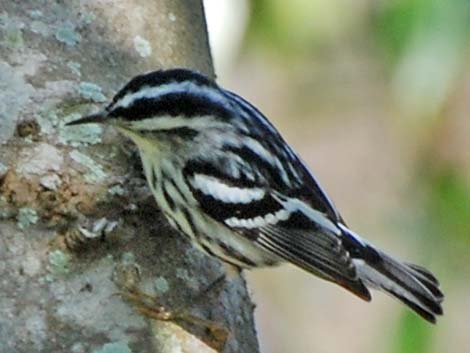 Black-and-White Warbler (Mniotilta varia)