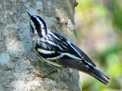 Black-and-White Warbler (Mniotilta varia)