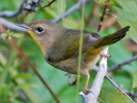 Common Yellowthroat (Geothlypis trichas)