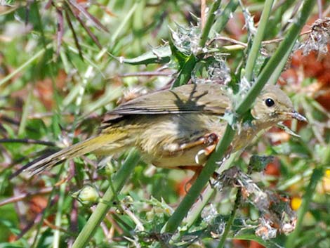 Common Yellowthroat (Geothlypis trichas)