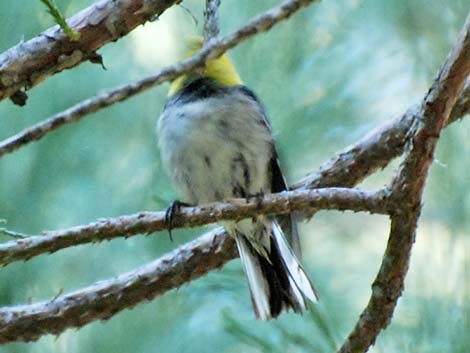 Hermit Warbler (Setophaga occidentalis)