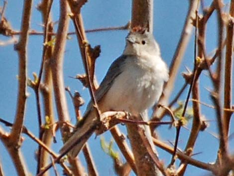 Lucy's Warbler (Oreothlypis luciae)