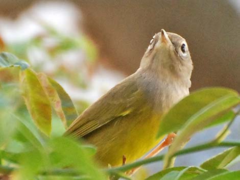 MacGillivray's Warbler (Oporornis tolmiei)