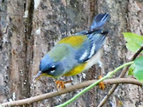 Northern Parula (Setophaga americana)